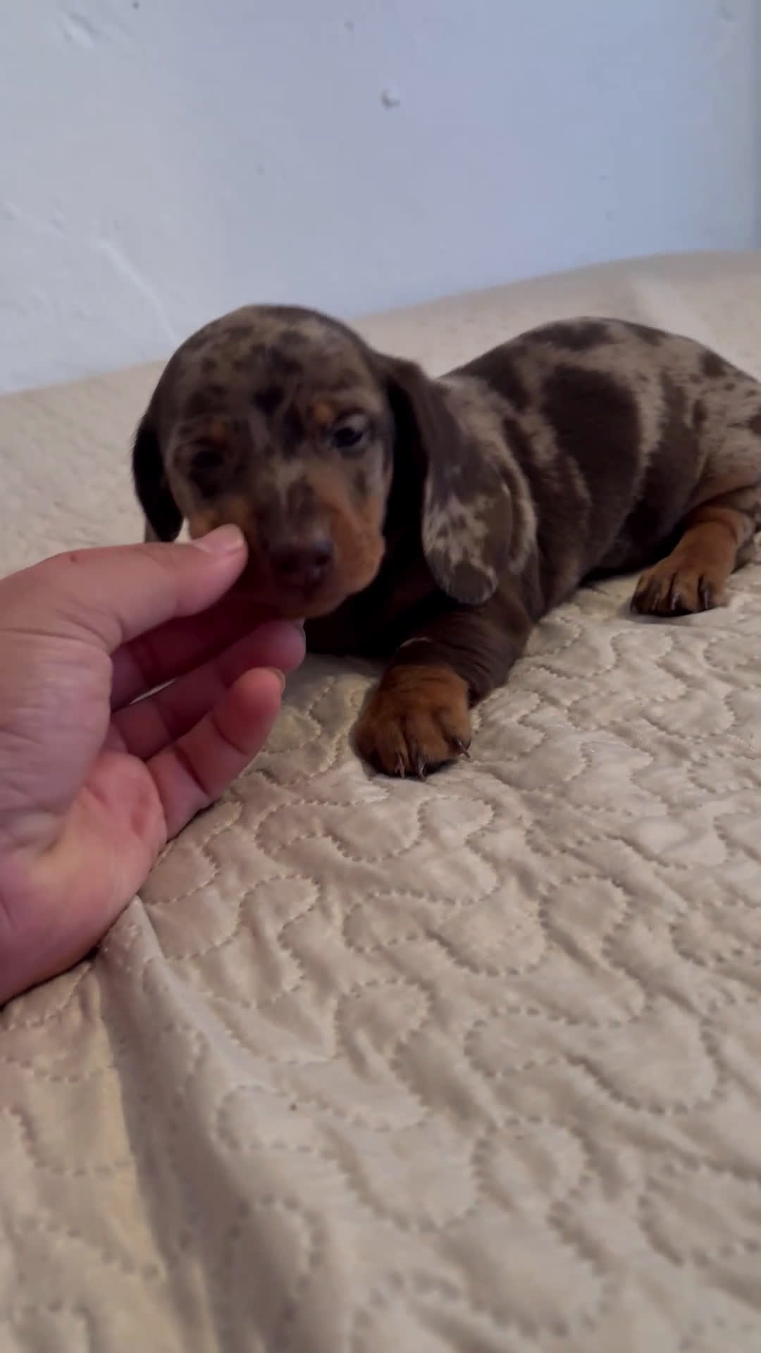 Teckel perros en venta: Teckels kaninchen  - Video 1