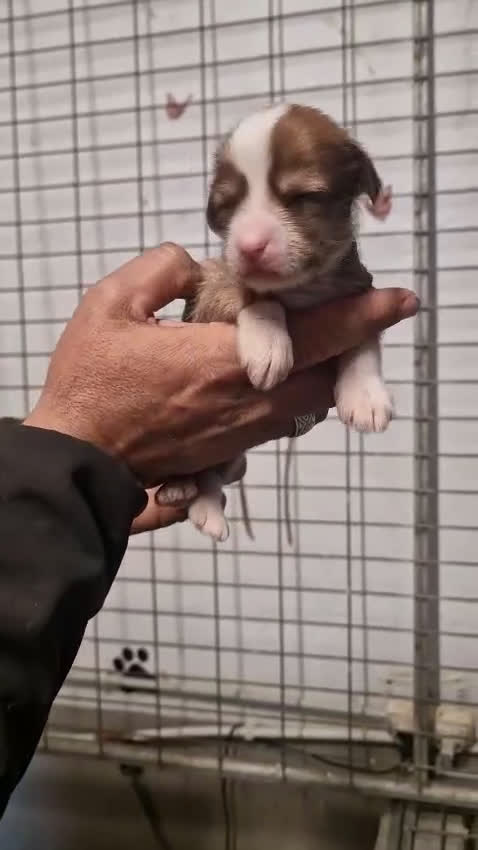 Perro Crestado Chino perros en venta: Crestado chino precio real - Video 2