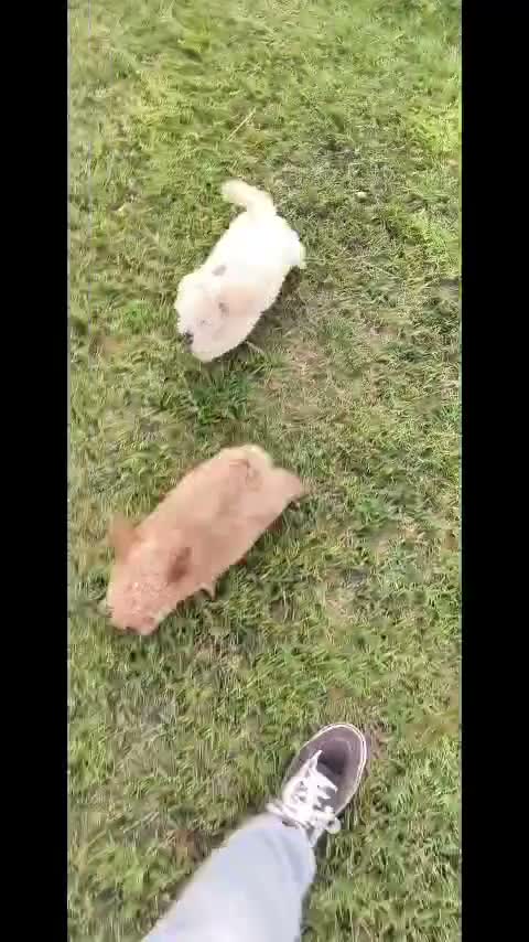 Caniche Toy perros en venta: caniche  - Video 1