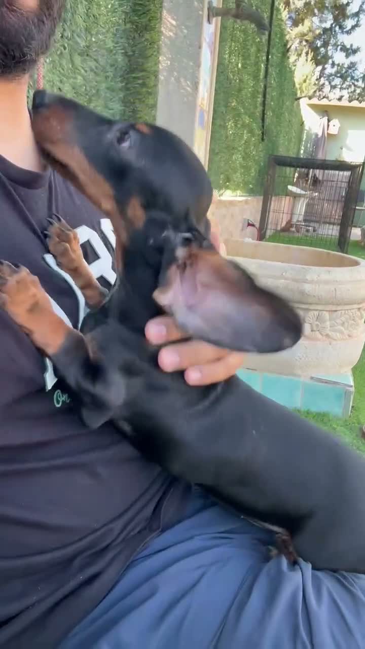 Teckel Miniatura perros en venta: Disponible teckel negro y fuego  - Video 1