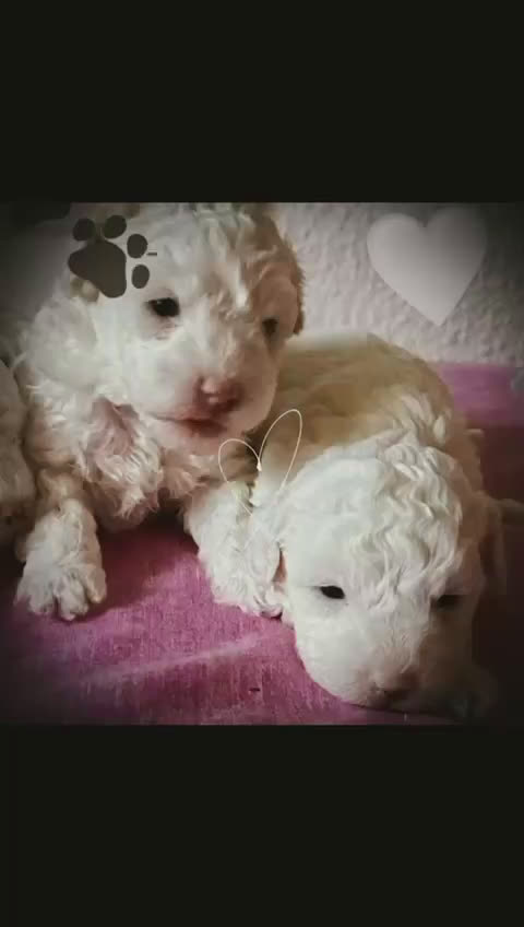 Caniche Toy perros en venta: Caniche toy en Illes Balears - Video 1