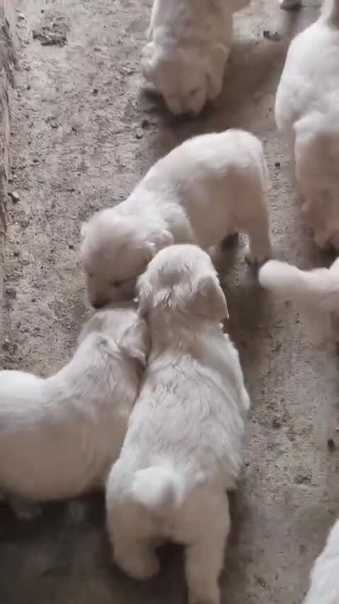 Golden Retriever perros en venta: Golden retriever - Video 2