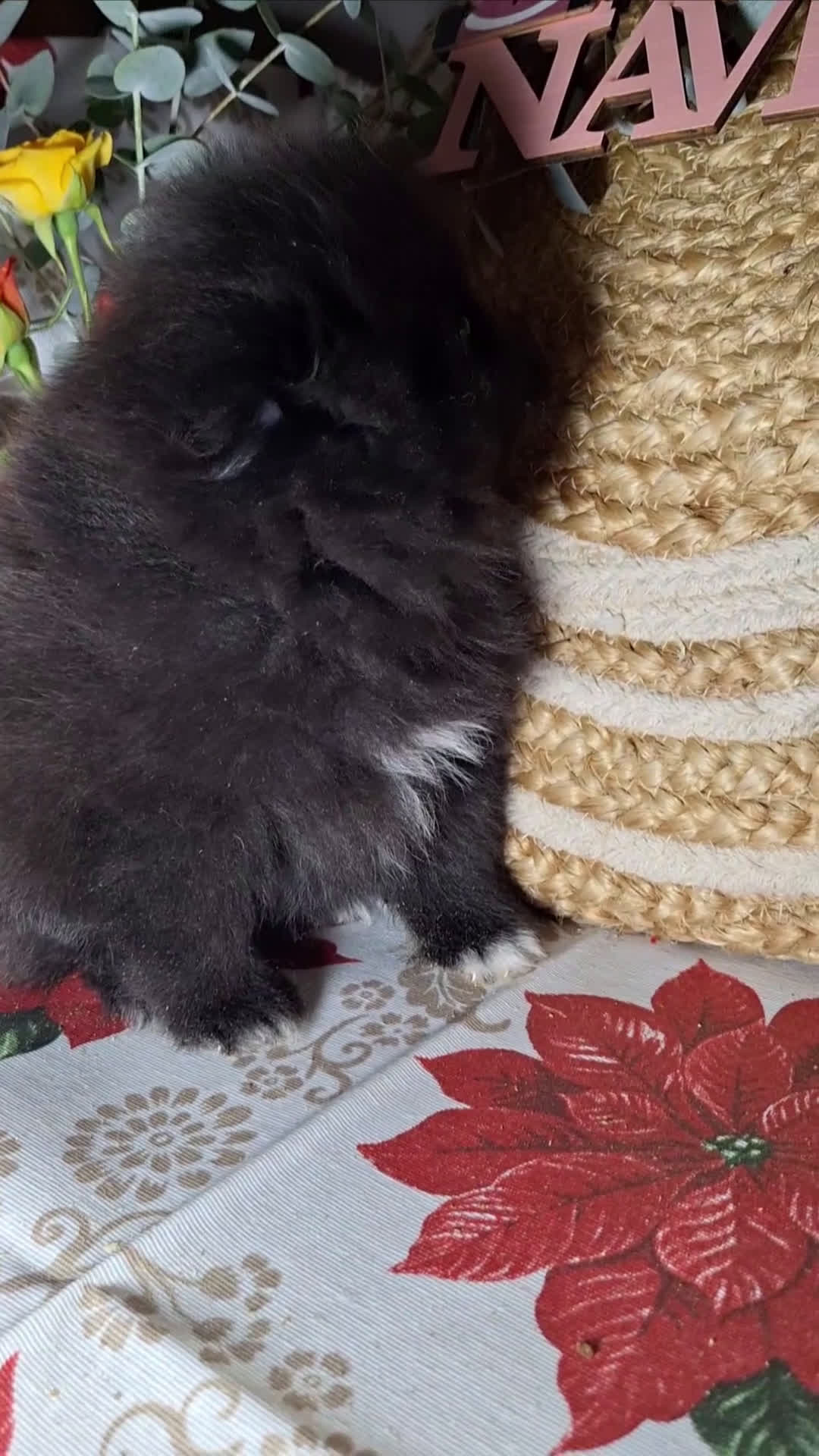 Pomerania perros en venta: POMERANIA  - Video 1