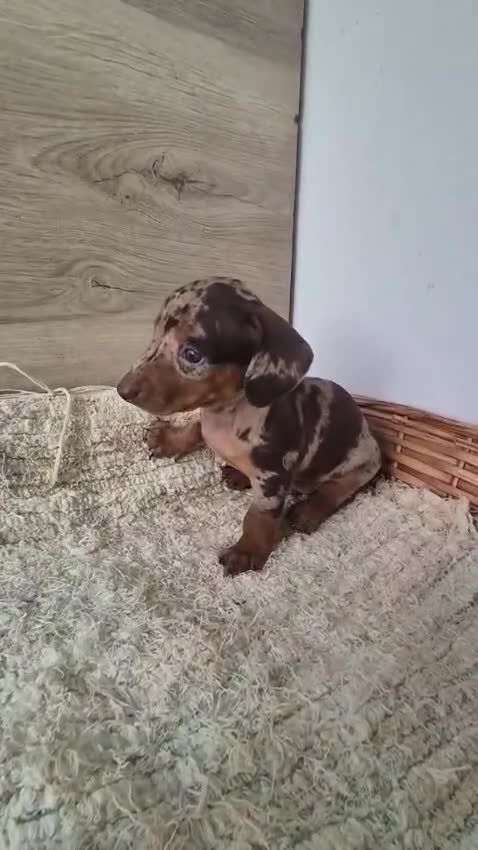Teckel Miniatura perros en venta: Teckel chocolate y arlequín chocolate  - Video 3