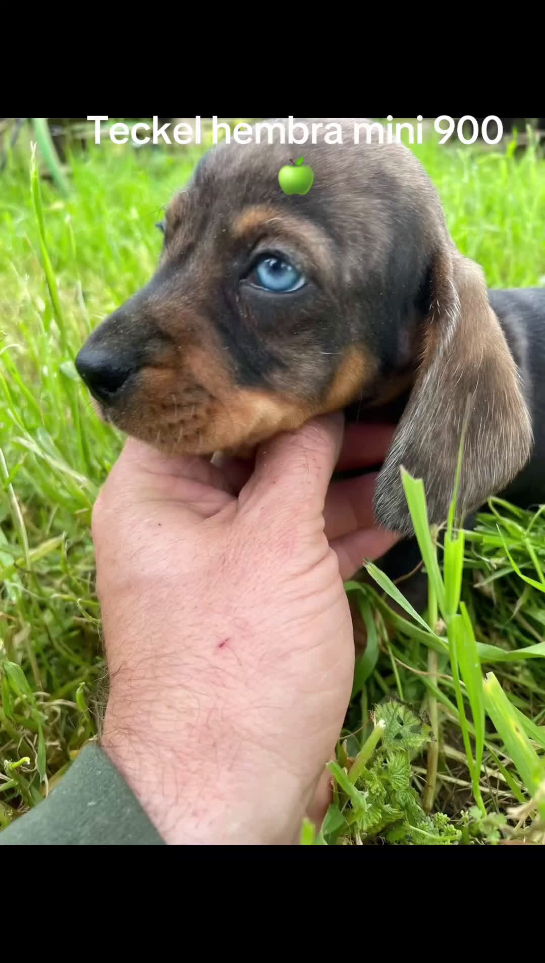 Teckel perros en venta: Teckel hembra merle mini - Video 1