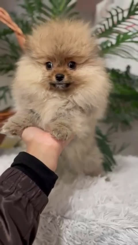 Pomerania perros en venta: POMERANIA  - Video 2