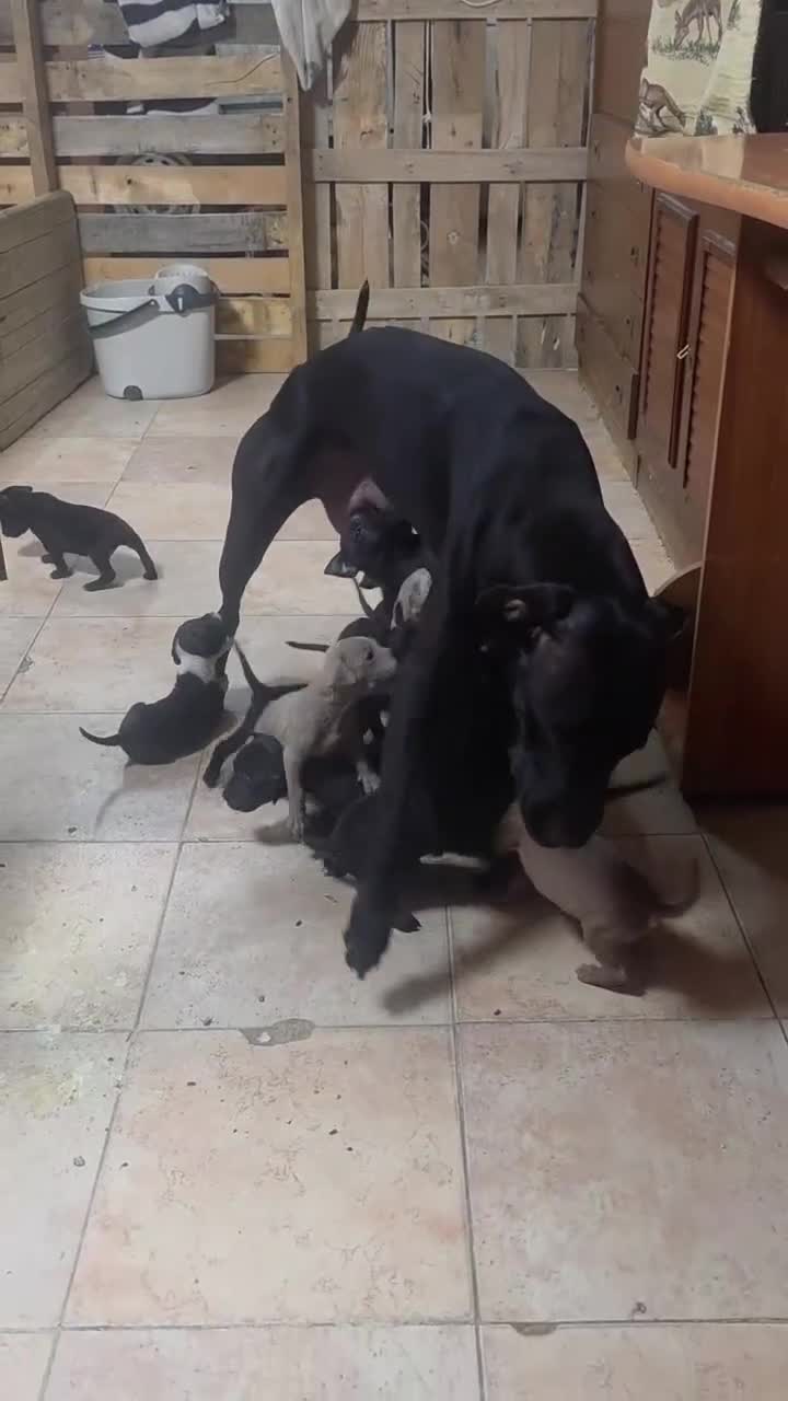 American Pit Bull Terrier perros en venta: Pitbull  - Video 1