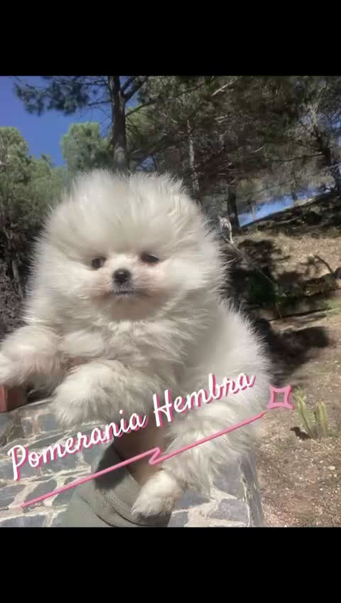Pomerania perros en venta: Pomerania hembra y macho !!! - Video 3