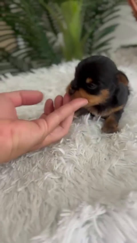 Yorkshire Terrier perros en venta: YORKSHIRE TERRIER - Video 3