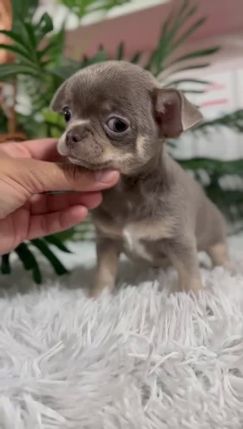 Chihuahua perros en venta: CHIHUAHUA MACHO LILAC AND TAN - Video 2
