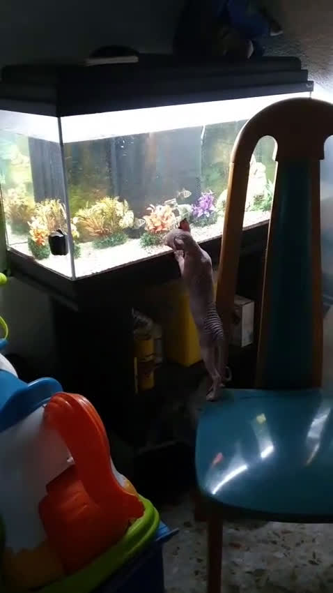Otras razas gatos en venta: Elfos Hembra. Calidad y selección  - Video 1
