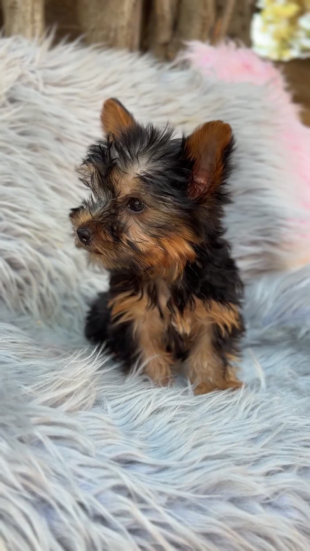 Yorkshire Terrier perros en venta: Yorkshire Toy macho  - Video 3