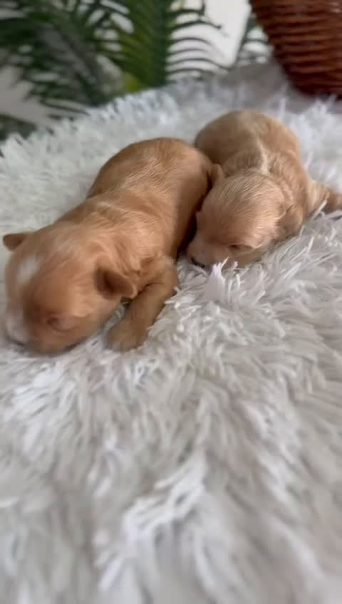 Maltipoo perros en venta: MALTIPOO MACHOS - Video 2