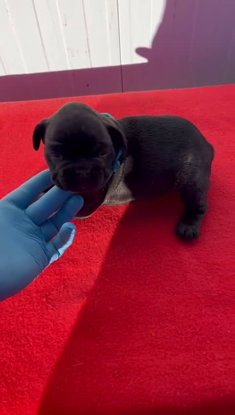 Bulldog Francés perros en venta: Bulldog francés negros  - Video 2