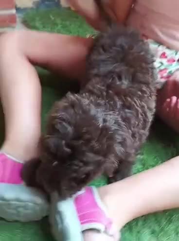 Perro de Agua Español perros en venta: Ultima hembra chocolate en Madrid - Video 2