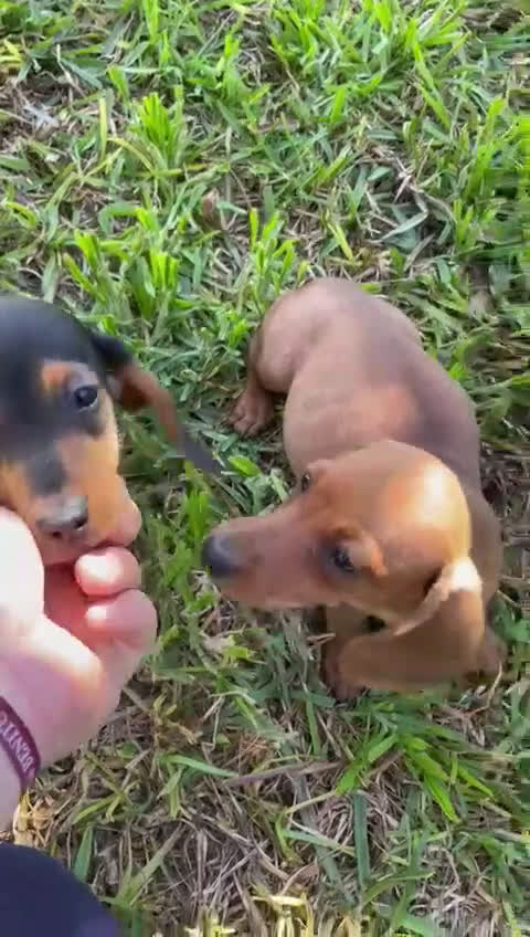 Teckel Miniatura perros en venta: Teckels mini  - Video 1