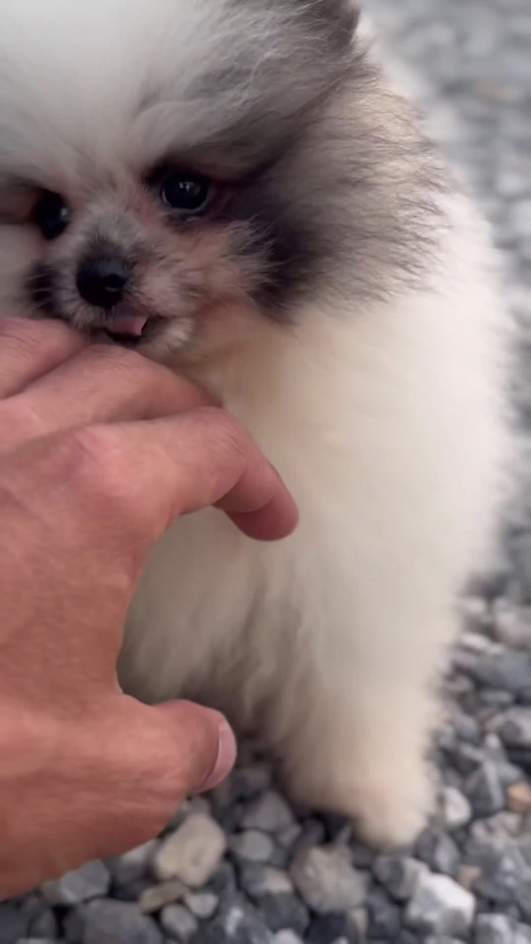 Pomerania perros en venta: 🤎 PEQUEÑOS POMERANIA FROXTY, TIVOLI Y STRIKE 🤎 - Video 2