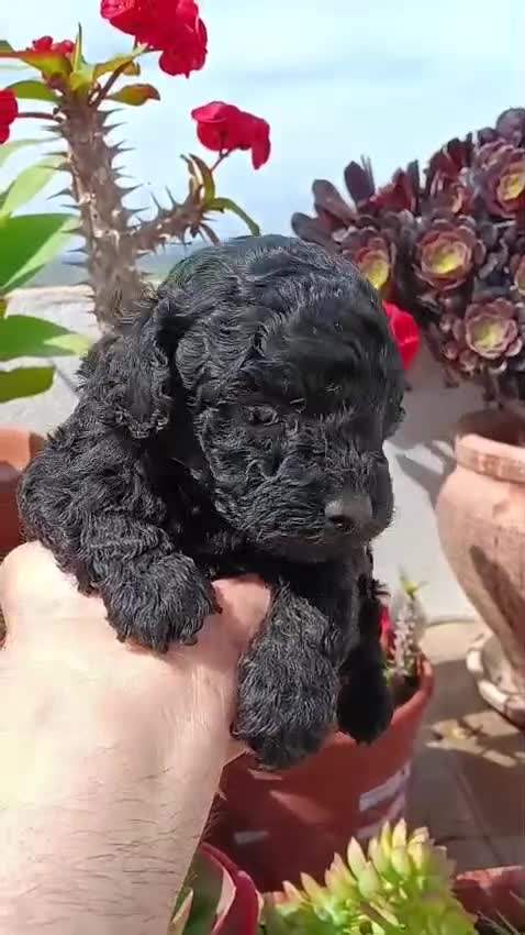 Caniche Toy perros en venta: Caniches toy negras - Video 2