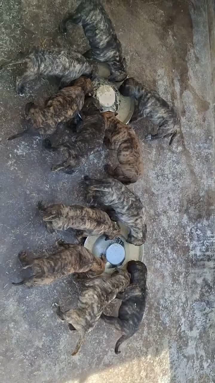 Presa Canario perros en venta: Camada presa canario pedigri FCI - Video 1