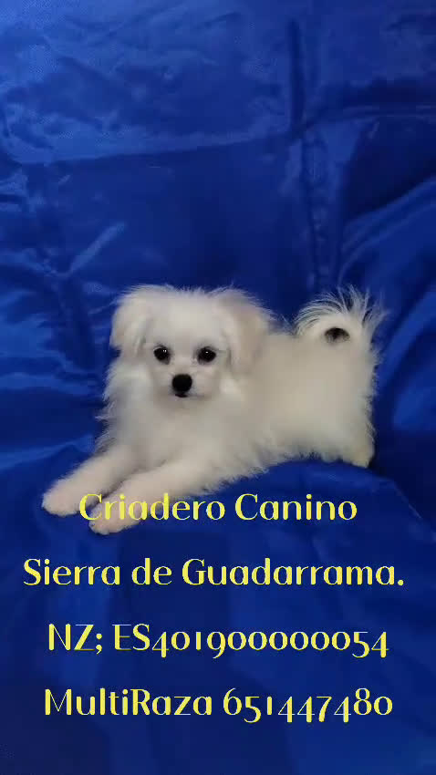 Otras razas perros en venta: Cachorro de Bichón Maltés  en Segovia - Video 2