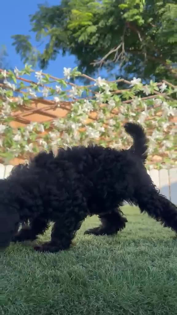 Caniche Enano perros en venta: CANICHE ENANA HEMBRA - Video 2