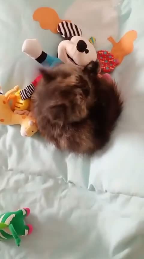 Himalayo gatos en venta: Malayo disponible - Video 1