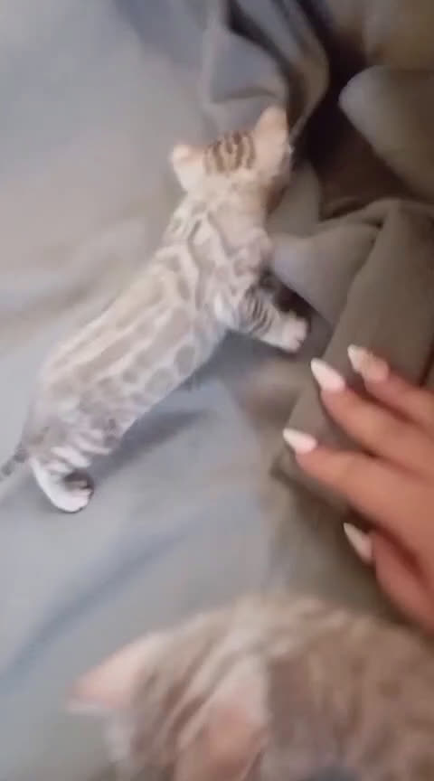 Bengalí gatos en venta: BENGALÍS SNOW Y SILVER - Video 1