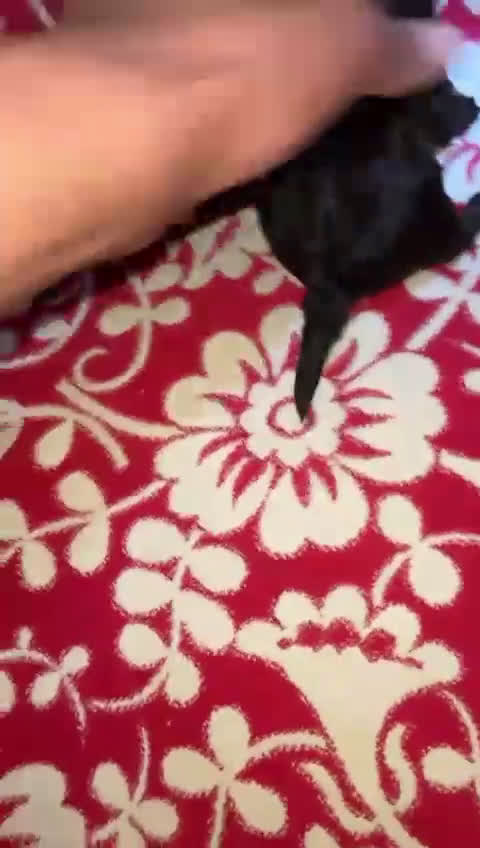 Maltipoo perros en venta: MALTIPOO - Video 1