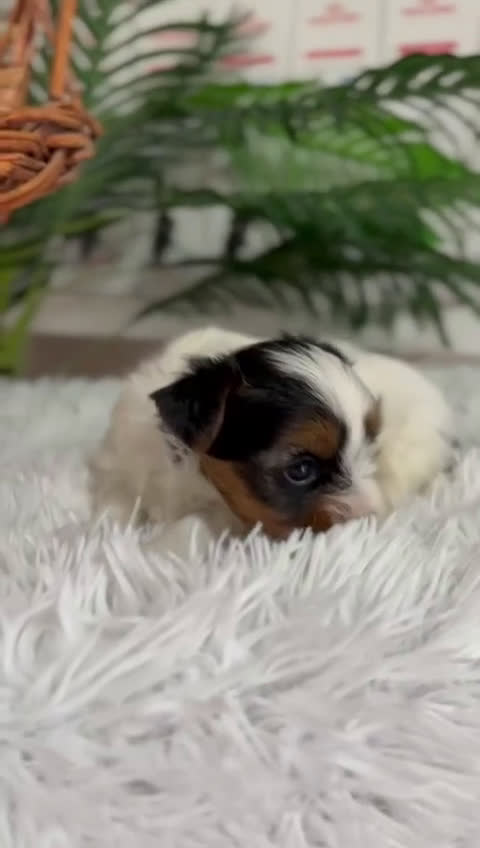 Yorkshire Terrier perros en venta: YORKSHIRE BIEWER - Video 1