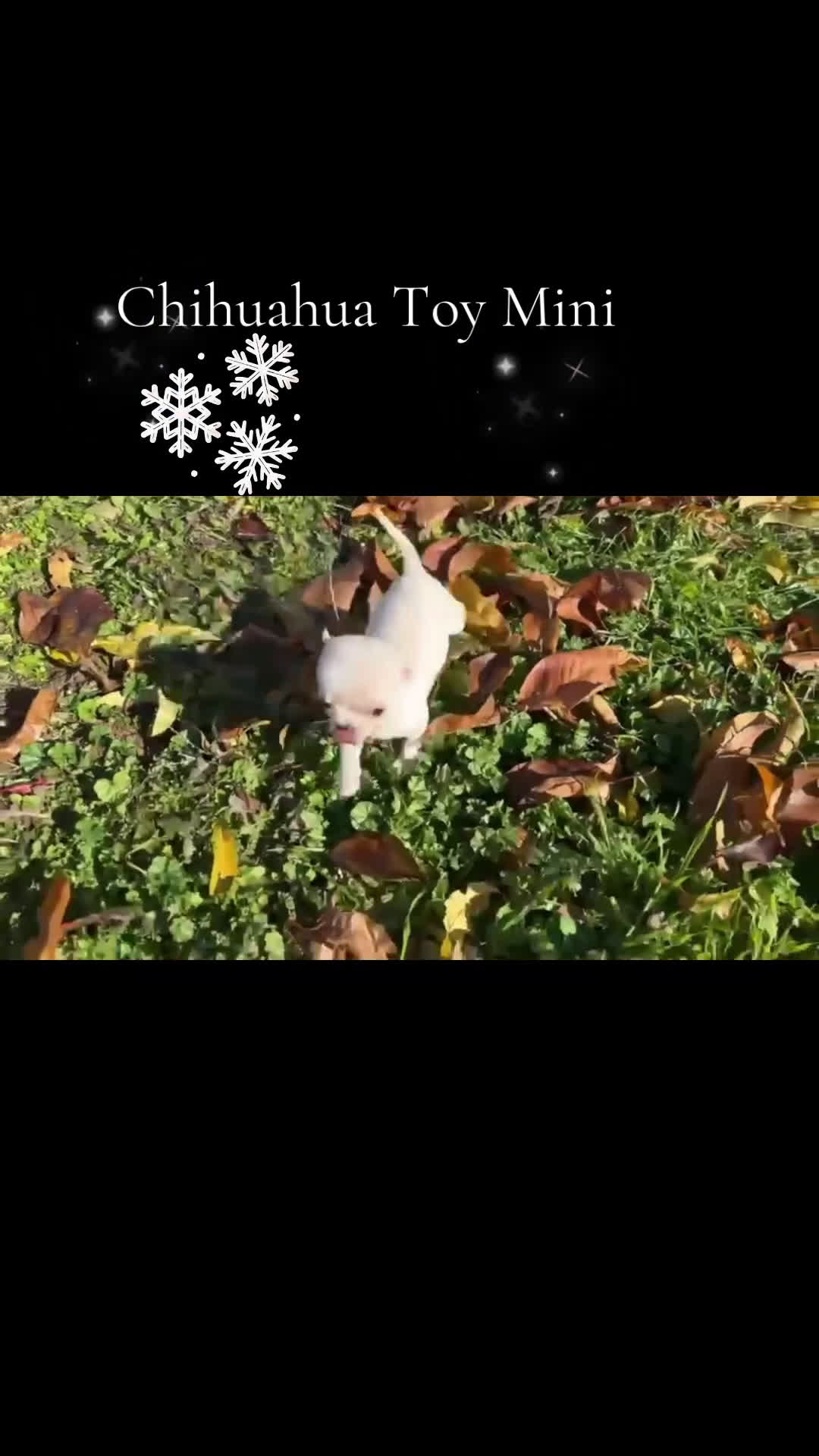 Chihuahua perros en venta: Chihuahua micro toy blanco macho  - Video 1