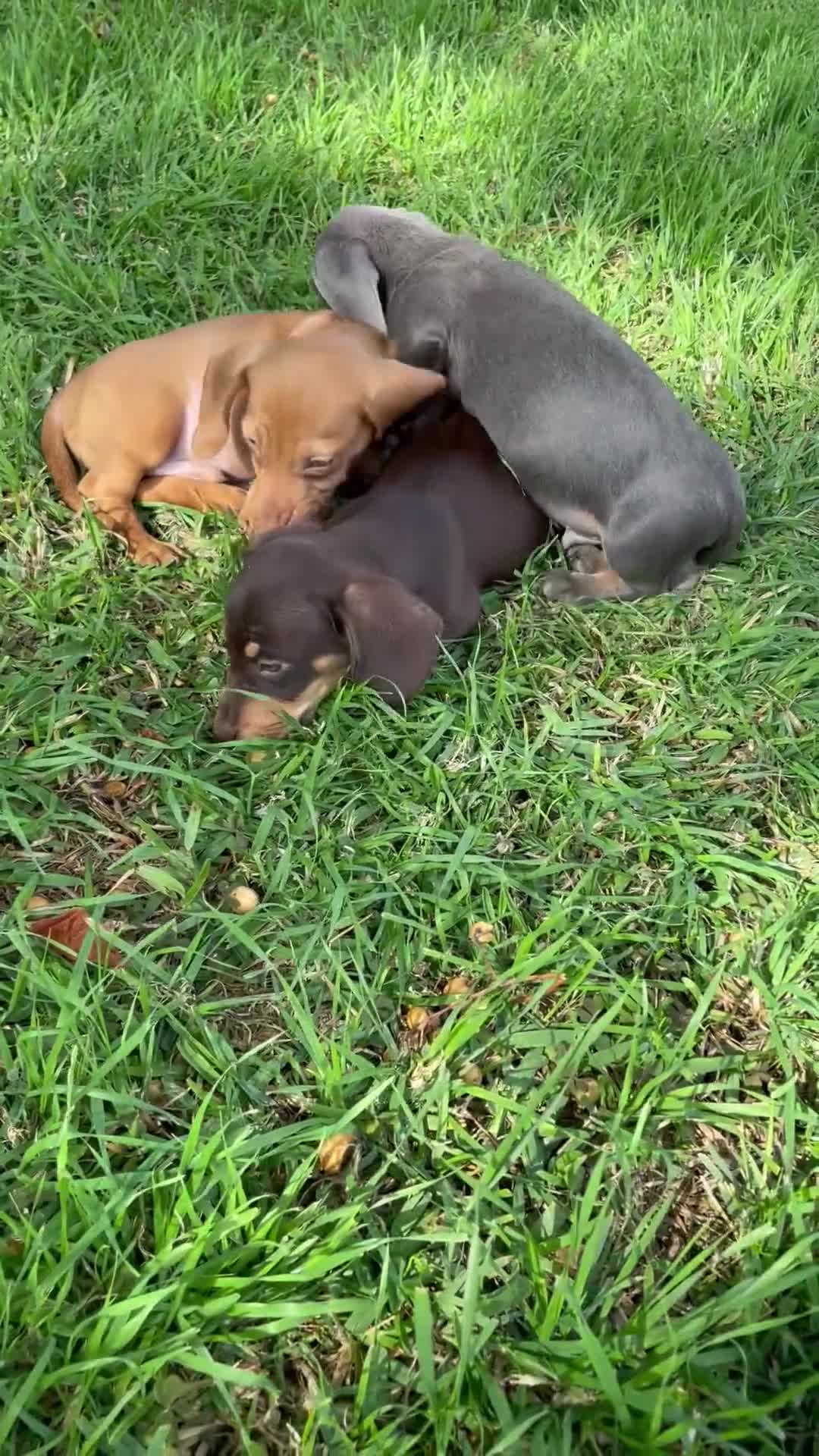 Teckel Miniatura perros en venta: Teckel miniatura  - Video 1