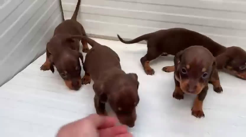 Teckel Miniatura perros en venta: Teckel miniaturas hembras color chocolate  - Video 1