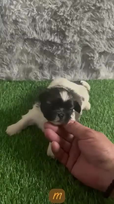 Shih Tzu perros en venta: SHIH TZU MINIATURA - Video 3