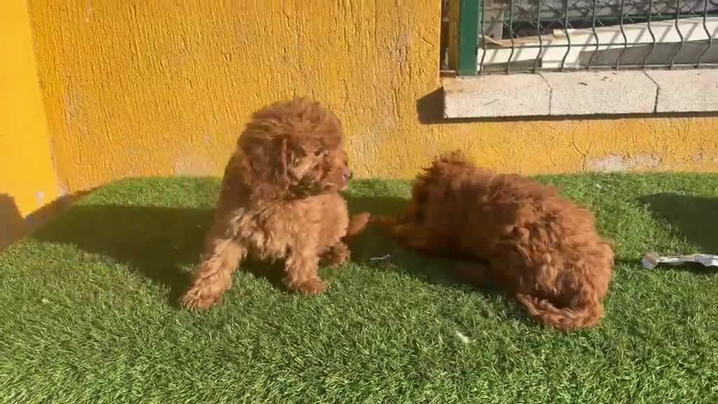 Caniche Toy perros en venta: Caniche Toy  - Video 1