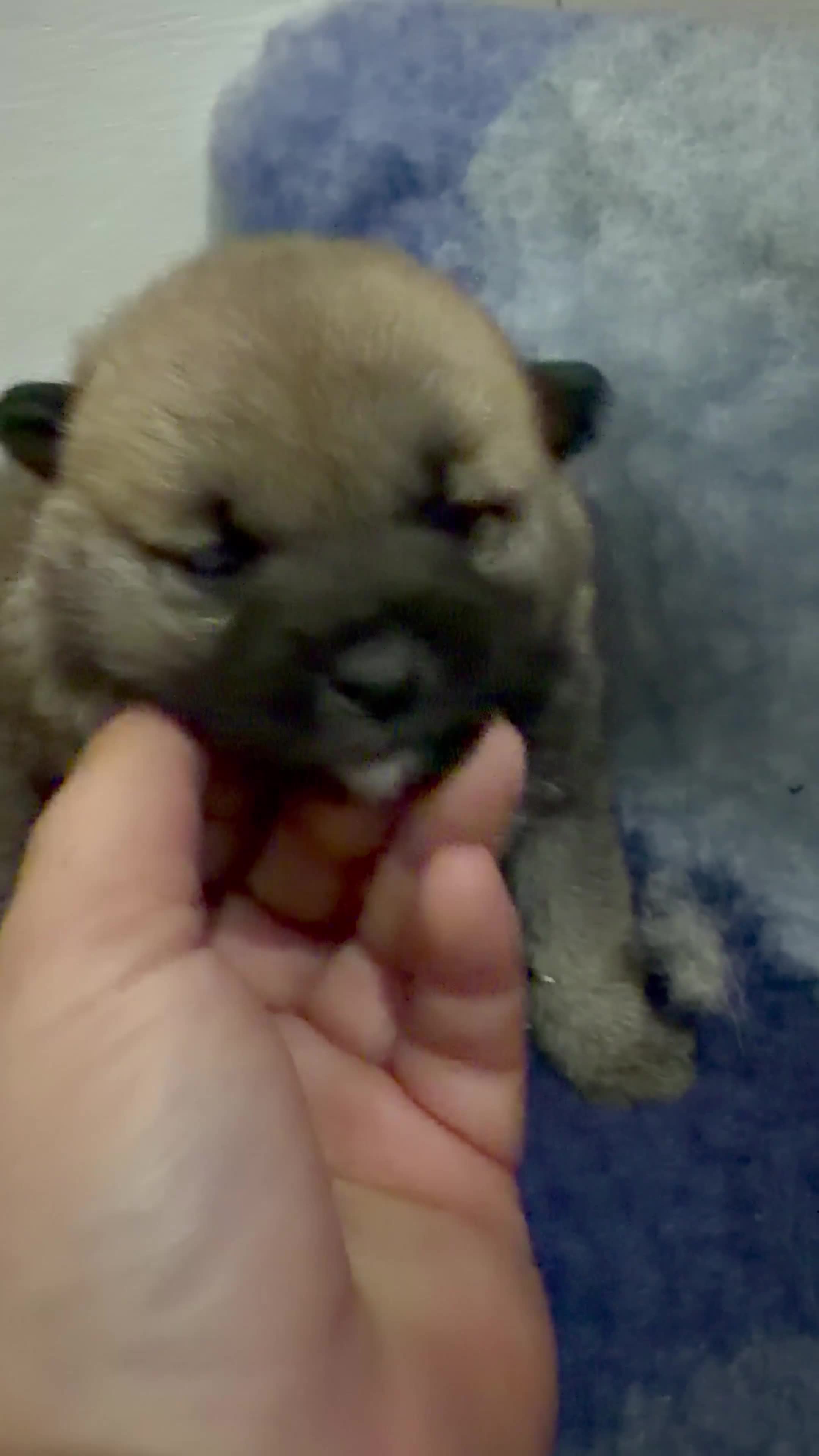 Shiba Inu perros en venta: Excelentes Shiba Inu - Video 1
