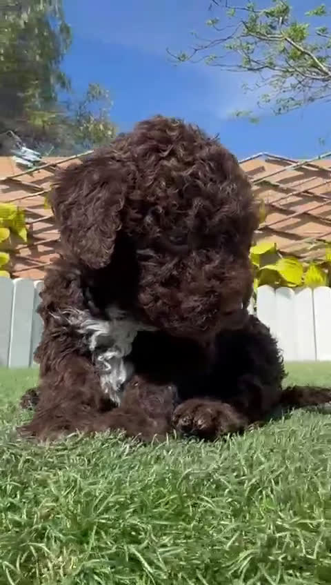 Perro de Agua Español perros en venta: PERRO DE AGUA ESPAÑOL - Video 2