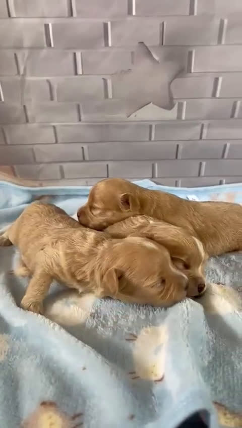 Maltipoo perros en venta: Maltipoo hembras disponibles  - Video 1