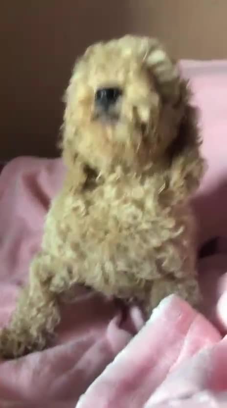 Caniche Toy perros en venta: Cachorro Caniche toy  - Video 1