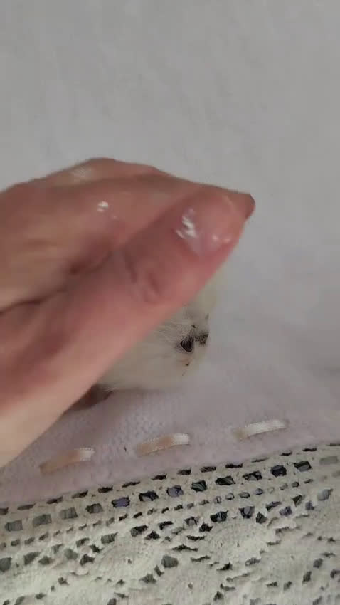 Persa gatos en venta: Persas - Video 1