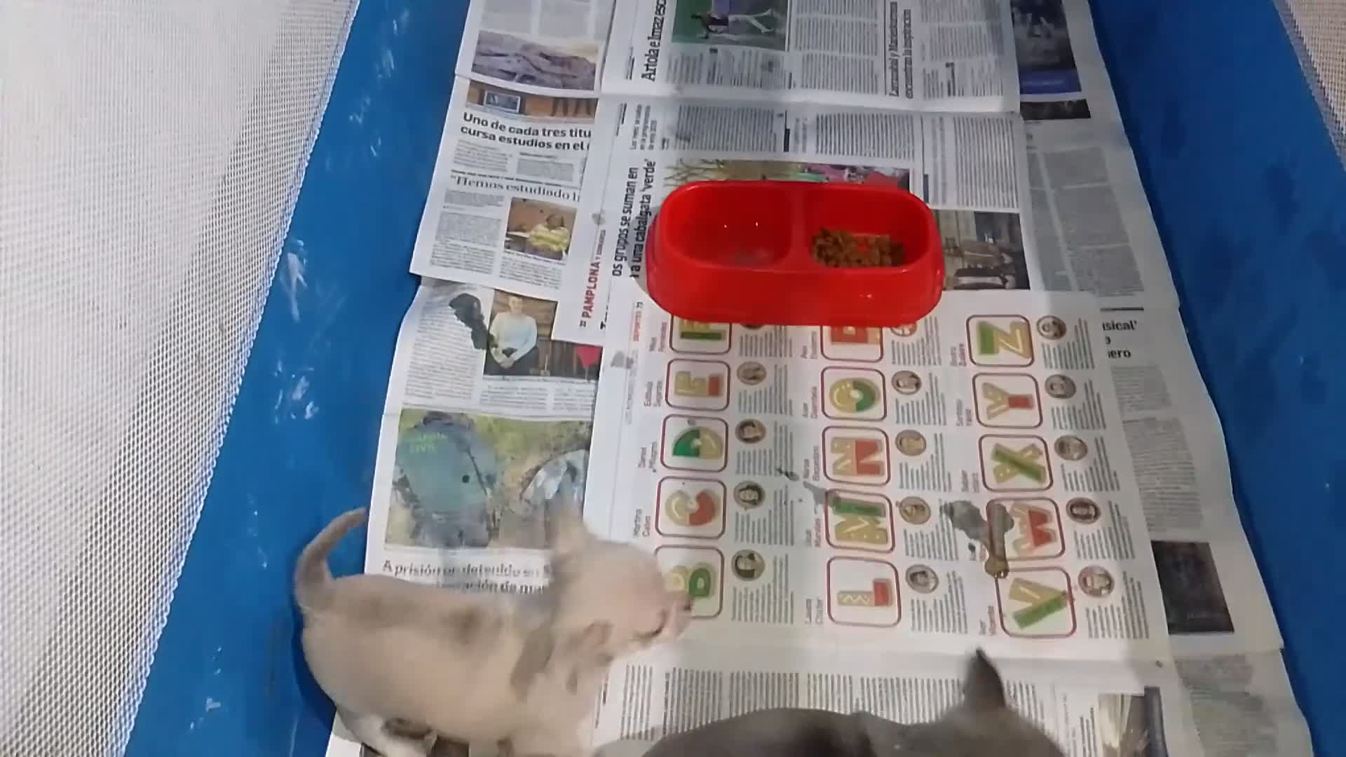 Chihuahua perros en venta: Chihuahuas Exclusivos.mini toys - Video 1