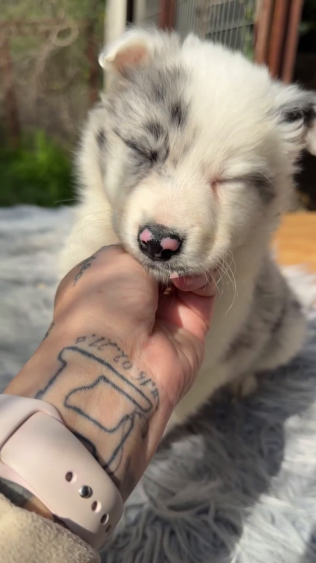 Border Collie perros en venta: Border colllie Merle  - Video 2