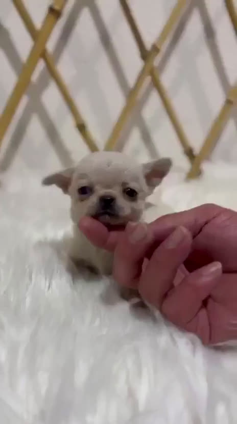 Chihuahua perros en venta: CHIHUAHUA MINI TOY - Video 1