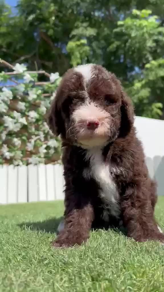 Perro de Agua Español perros en venta: PERRO DE AGUA ESPAÑOL - Video 2