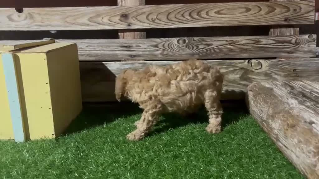 Caniche Toy perros en venta: Machos de caniche toy  - Video 3