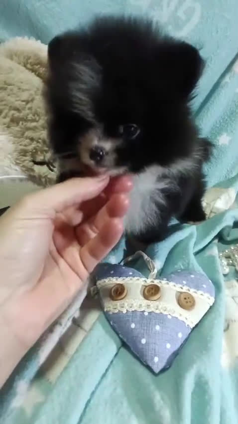Pomerania perros en venta: ‼️POMERANIAS AMERICANOS TAMAÑO TOY - Video 2