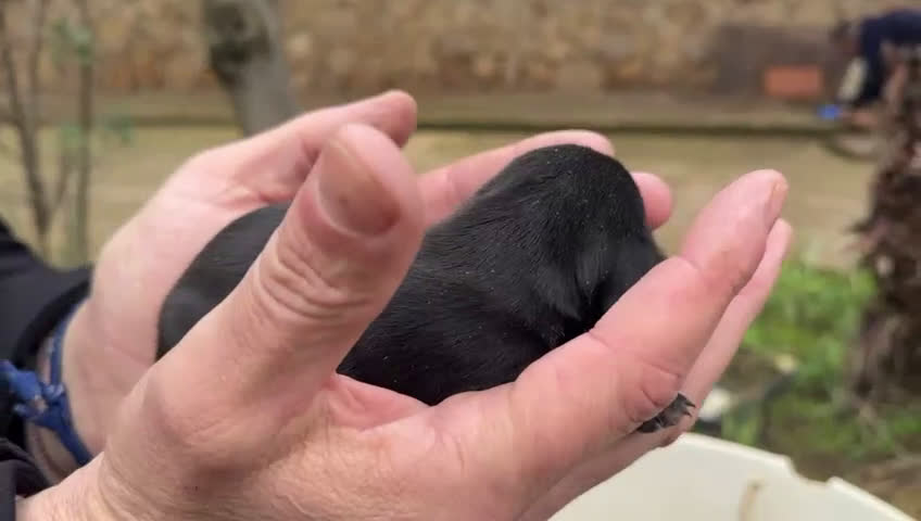 Teckel Miniatura perros en venta: Teckel miniatura varios colores  - Video 5