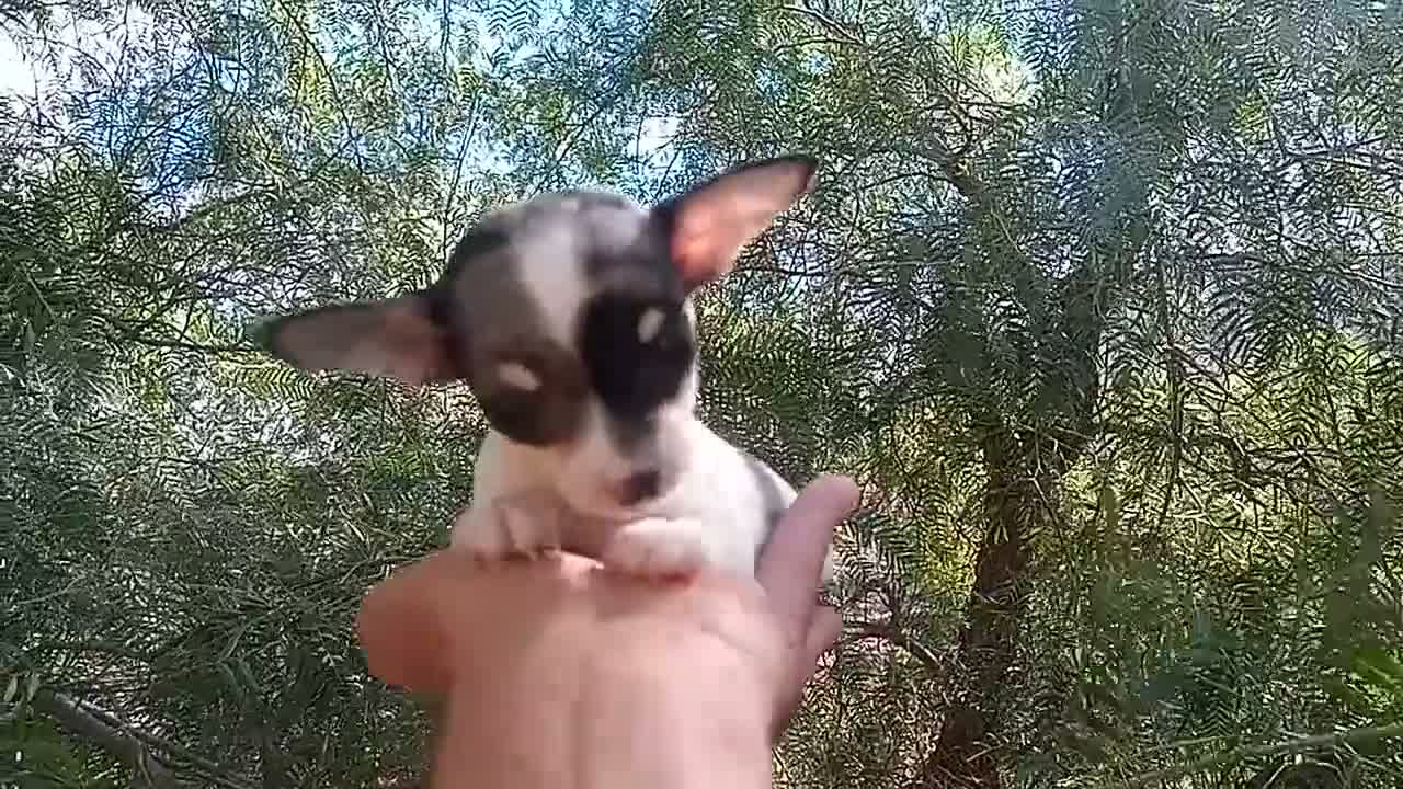 Chihuahua perros en venta: Chihuahua hembra muy pequeña. - Video 1
