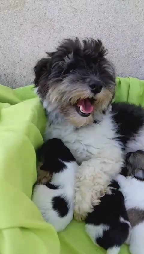 Bichón Habanero perros en venta: Machitos de bichon habanero - Video 1