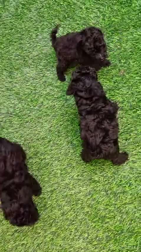 Caniche Toy perros en venta: Caniche hembra toy  - Video 1