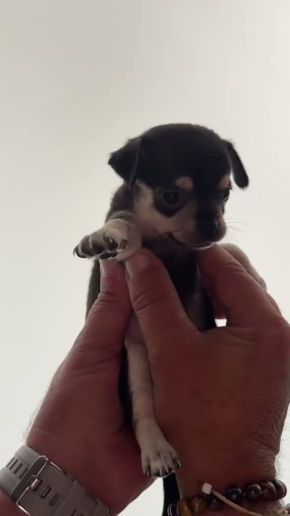 Chihuahua perros en venta: Chihuahuas hembras - Video 2